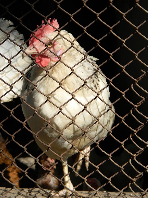 巴薩球衣的 巴薩球衣的